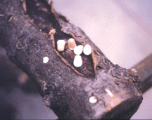 Sawdust plugs on a log